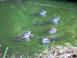 Common Frogs Stock Footage