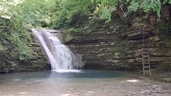 HD: Discovering The Forest Stock Footage