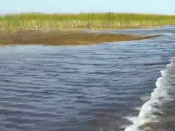 HD: Boat Wake - Everglades National Park Stock Footage