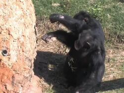 Chimp Feast Stock Footage
