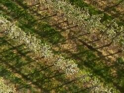 AERIAL Rows of apple trees in the orchard Stock Footage