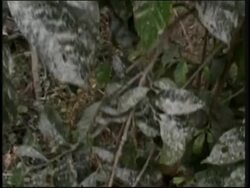 Two killed by landslides after volcano eruption Instructional Video