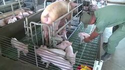 CLEAN : Venezuelan military increases industrial power News Clip