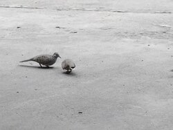 pigeons Stock Footage