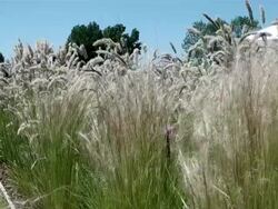 MS Grass waving in wind / Koblenz, Rhineland-Palatinate, Germany Stock Footage