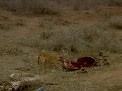 Dog eating meat from carcass of dead animal Stock Footage