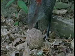 MS Black Agouti, Dasyprocta fuliginosa, walking into clearing picks up Brazil nut and walks right out of shot, Amazon, South America Stock Footage