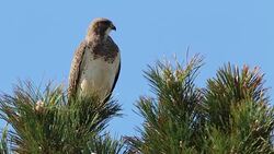Swainsons hawk vocalizes Cherry Creek State Park Denver Colorado Stock Footage