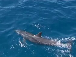 Group of Dolphins bowriding near surface, Close up, CU, Fernando de Noronha, Brazil Stock Footage