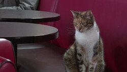 CLEAN : Echoes of history as Kurds feel let down by West News Clip