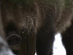 Itchy boar Stock Footage