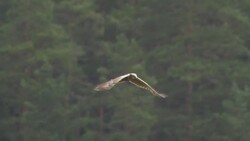 Marsh Harrier Stock Footage