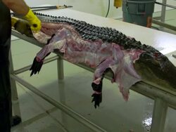 Market For Alligator Meat Booms In Florida Stock Footage
