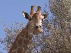 Giraffe eating on a Camelthorn Tree Stock Footage