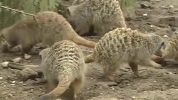 Meercats at Twycross Zoo News Clip