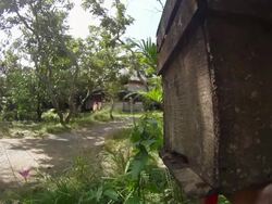 CU Bees flying into and around bee hive  / Vietnam Stock Footage