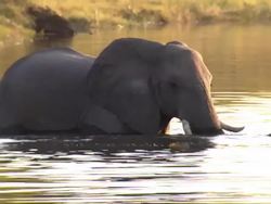 Linyanti Wildlife Reserve News Clip