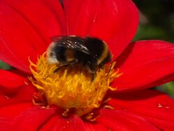 Flower and bumblebee in slow motion. Stock Footage