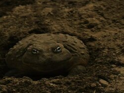Medium Shot High Angle Slow Motion -  Bullfrog burrows into earth / California USA Stock Footage