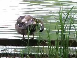 Wild duck Stock Footage