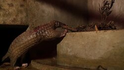 Pangolin in enclosure eating ants News Clip