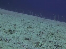 Garden Eels Stock Footage