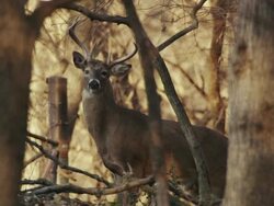 White Tail deer, 6-point buck, stands cautiously in the woods, camouflaged by trees. Stock Footage