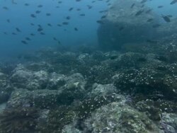 MS Grunts swimming over reef / Guanacaste, Costa Rica Stock Footage