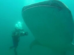 Cameraman films, Whale shark, pass by camera, Mozambique  Stock Footage