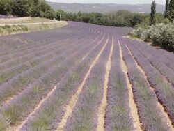 Aerial W/S Lavender Field Stock Footage