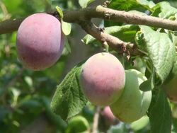 MS Prunus domestica or plum hanging on branch / Serrig, Rhineland-Palatinate, Germany Stock Footage