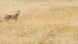 Cheetahs Hunting / preying Stock Footage