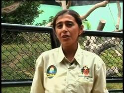 Lima zoo shows off baby animals on Mother's Day News Clip