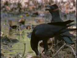 MS pair of Jungle crows, Corvus macrorhynchos, by pool, Bandhavgarh National Park, India Stock Footage