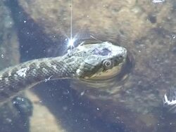 Water snake breathing Stock Footage