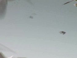 CU Seagulls flying / Essaouira, Morocco Stock Footage