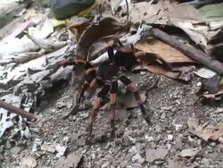 Angry orange kneed tarantula Stock Footage