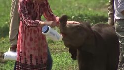 William and Kate feed orphaned animals in India Instructional Video