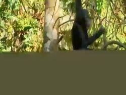 MS Chimpanzee swinging in tree - reaching out to grab branches Stock Footage