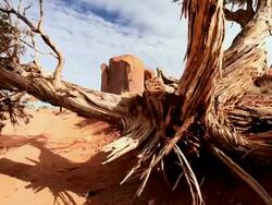  MS CU TU Peeling bark of dead tree in front of sandstone rock  / UTAH,United States   Stock Footage