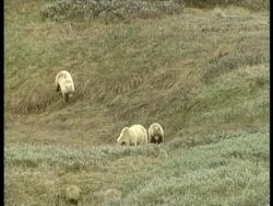 WA Grizzly Bear, Ursus arctos horribilis, and two large cubs, on hillside, Arctic Circle Stock Footage