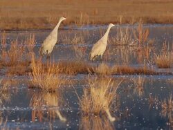 HD video Sandhill Cranes take off during Colorado sunrise Stock Footage