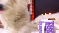 Family pets resting in front of the fireplace Stock Footage