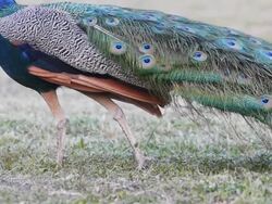 Peacock feathers beautiful bird. Stock Footage