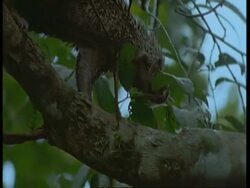 MCU pan right, Tree porcupine walking cautiously along branch, South America Stock Footage