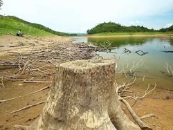 Mountain and Lake with dead Trees Stock Footage