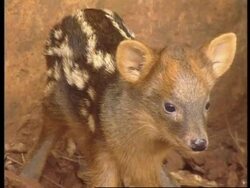 South Africa - Rare roe born in captivity News Clip