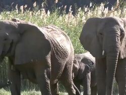 Desert Elephants (Loxodonta africana) in defensive posture around calf, Ugab River Basin, Namibia: desert-dwelling population of African Bush Elephant though not distinct subspecies Stock Footage