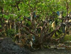MS Shot of tree with plastic bags at branch / Conakry, Guinea Stock Footage