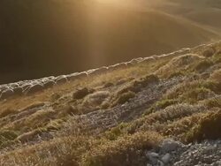 Flock of Sheep at sunset Stock Footage